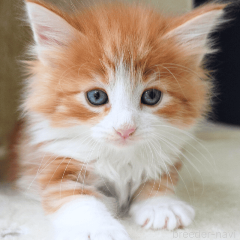 販売中の神奈川県のノルウェージャンフォレストキャット-137951の4枚目