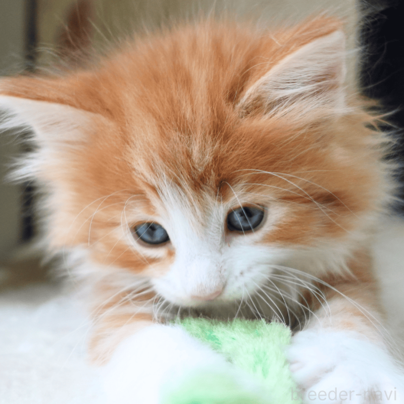 販売中の神奈川県のノルウェージャンフォレストキャット-137951の3枚目