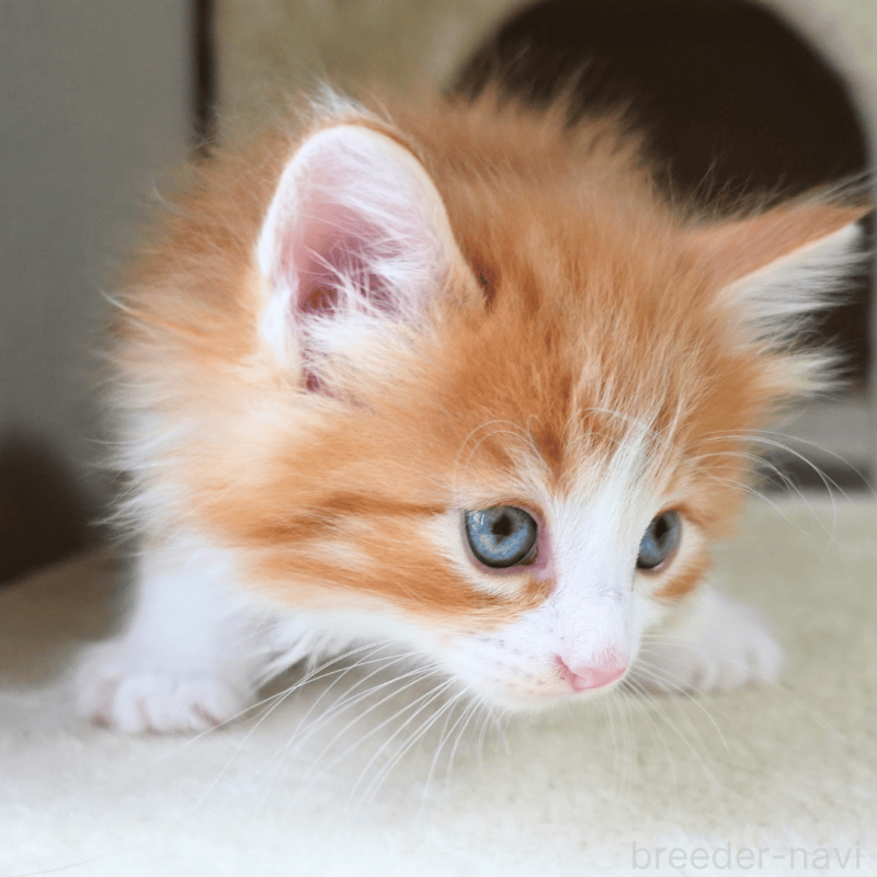 販売中の神奈川県のノルウェージャンフォレストキャット-137951の2枚目