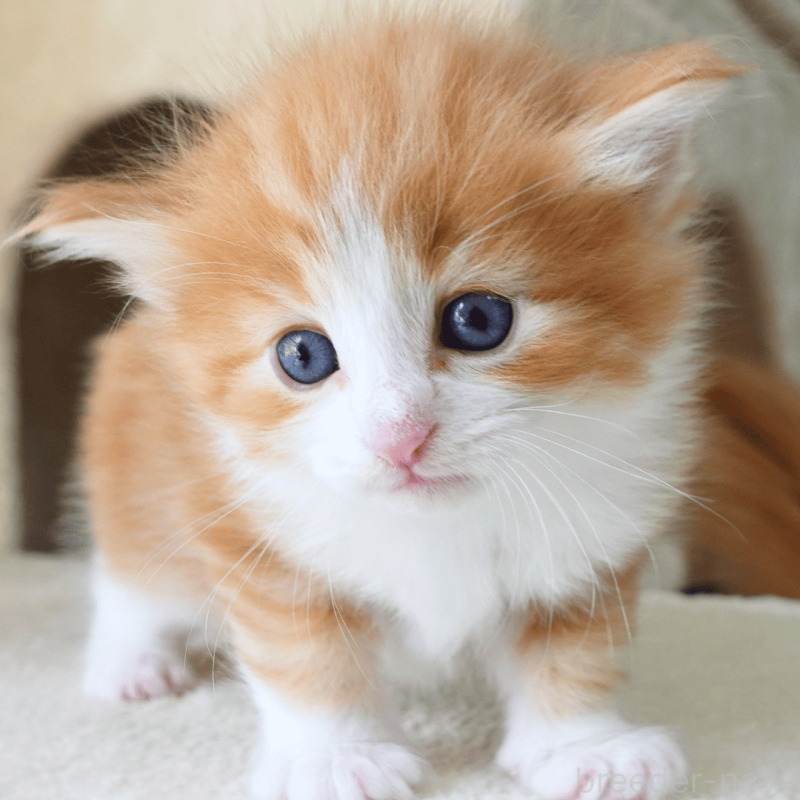 販売中の神奈川県のノルウェージャンフォレストキャット-137952の14枚目