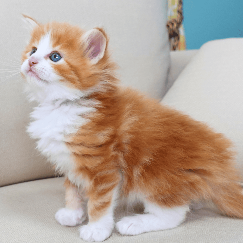 販売中の神奈川県のノルウェージャンフォレストキャット-137952の11枚目