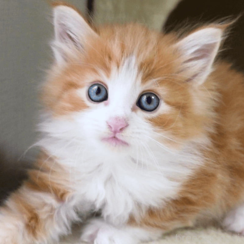 販売中の神奈川県のノルウェージャンフォレストキャット-137952の10枚目