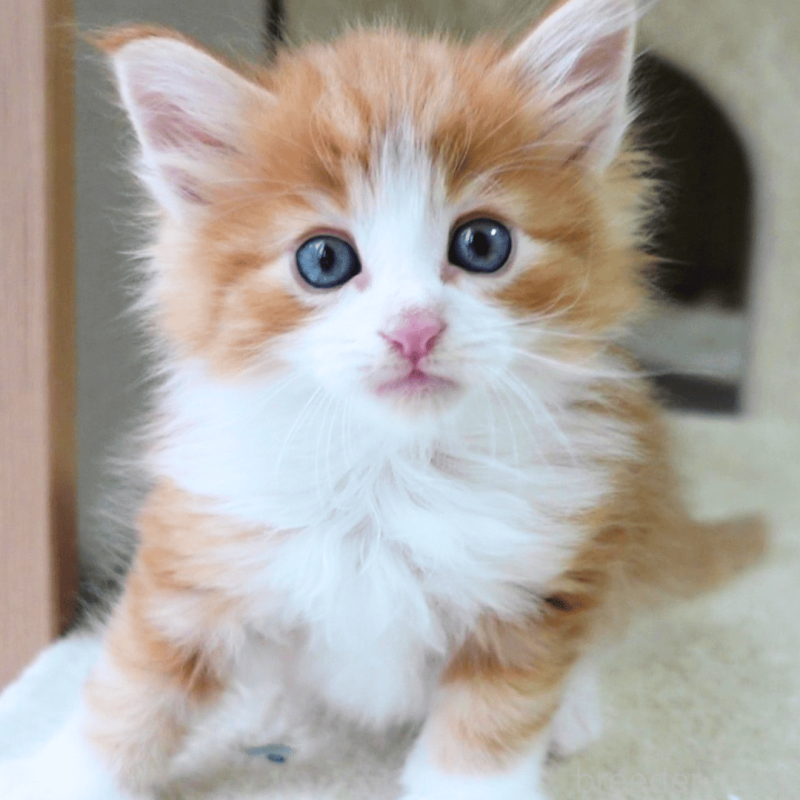 販売中の神奈川県のノルウェージャンフォレストキャット-137952の9枚目