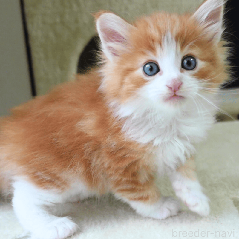 販売中の神奈川県のノルウェージャンフォレストキャット-137952の7枚目