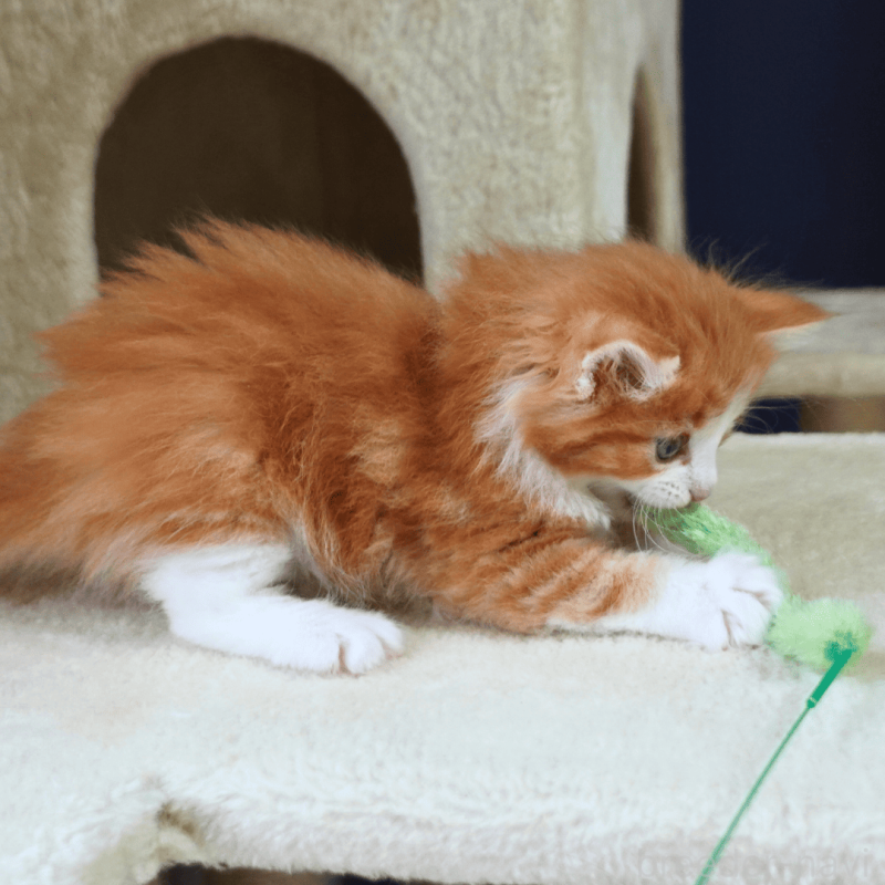 販売中の神奈川県のノルウェージャンフォレストキャット-137952の2枚目