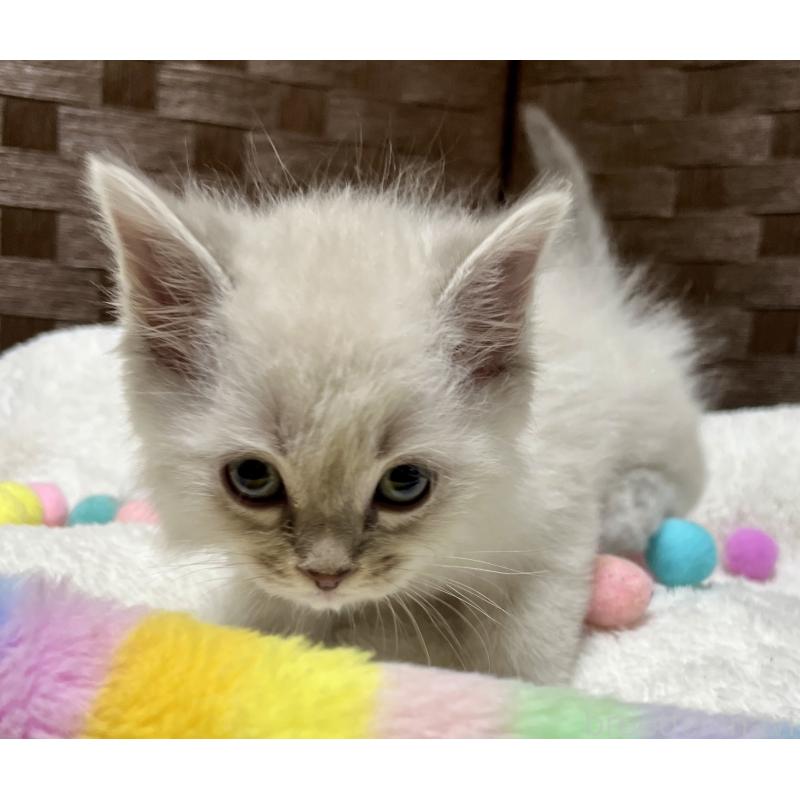 販売中の愛知県のサイベリアン-135777の5枚目