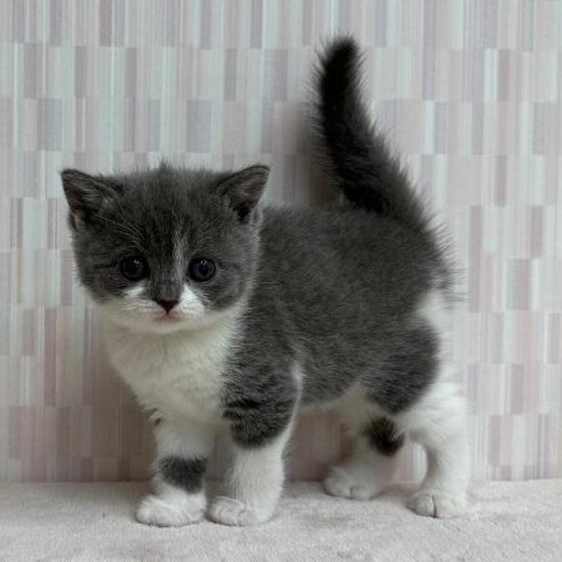 販売中の千葉県のブリティッシュショートヘア-137953の3枚目