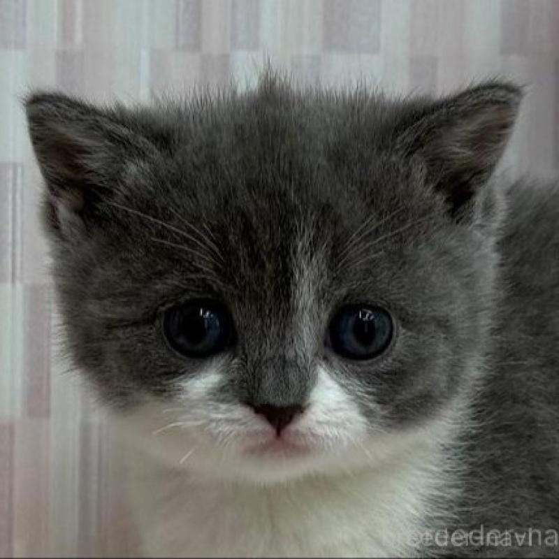 販売中ののブリティッシュショートヘア-137953