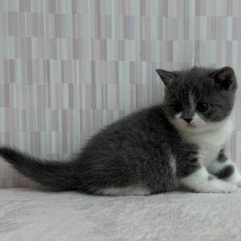 販売中の千葉県のブリティッシュショートヘア-137953の2枚目