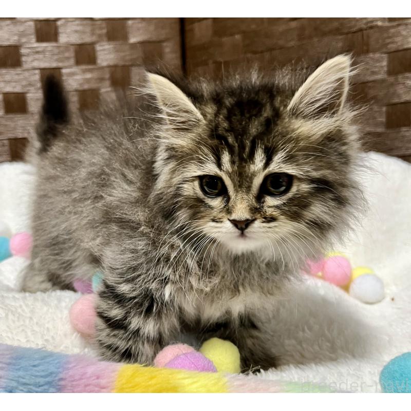 成約済の愛知県のサイベリアン-135775の4枚目