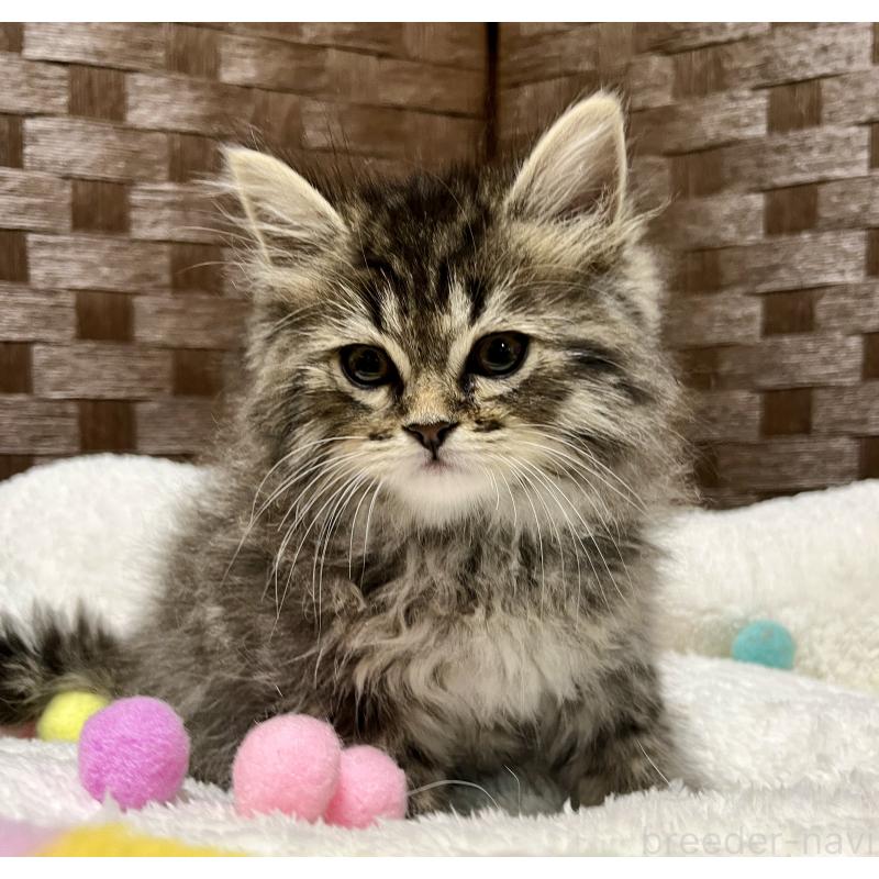 成約済の愛知県のサイベリアン-135775の3枚目