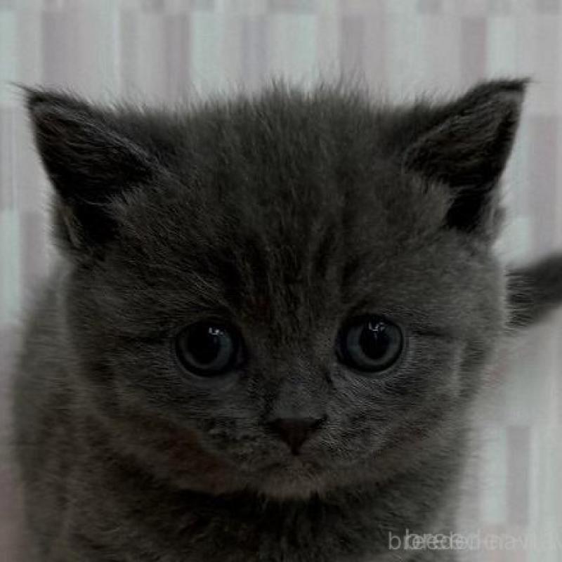 販売中の千葉県のブリティッシュショートヘア-137954の1枚目