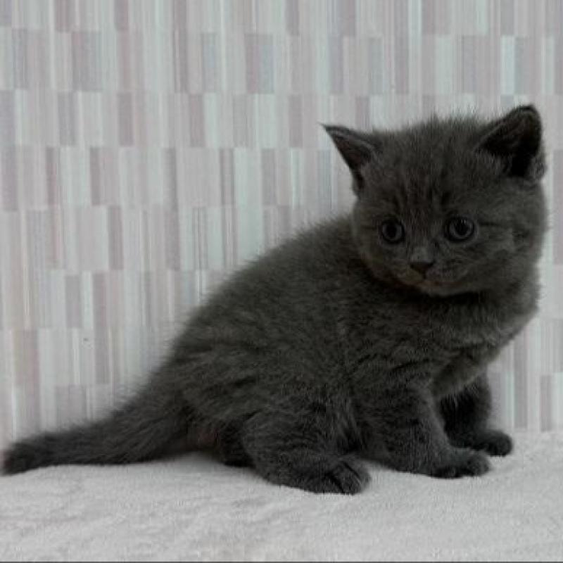 販売中の千葉県のブリティッシュショートヘア-137954の3枚目