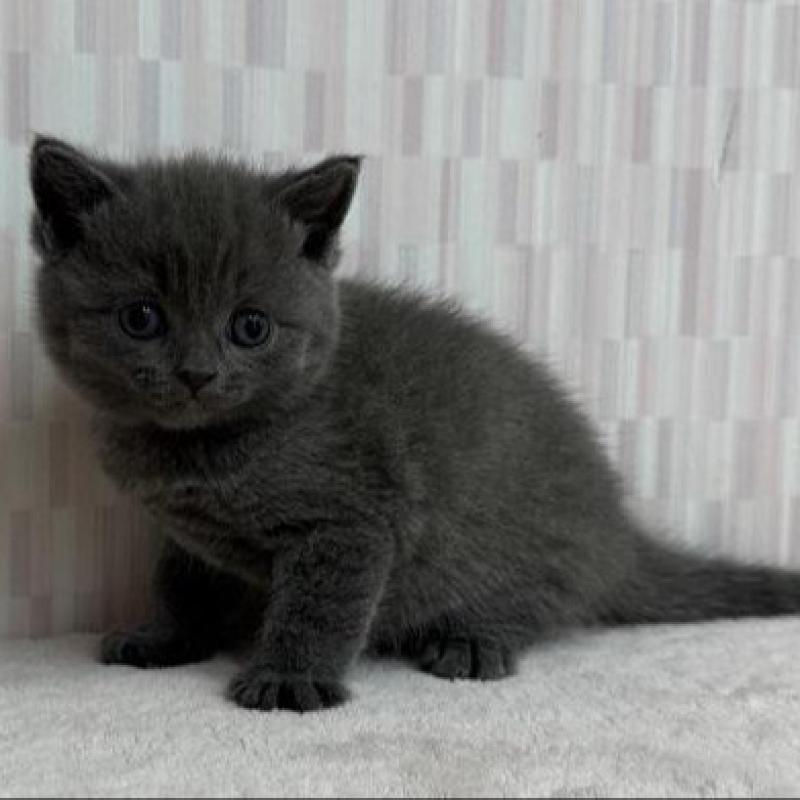 販売中の千葉県のブリティッシュショートヘア-137954の2枚目