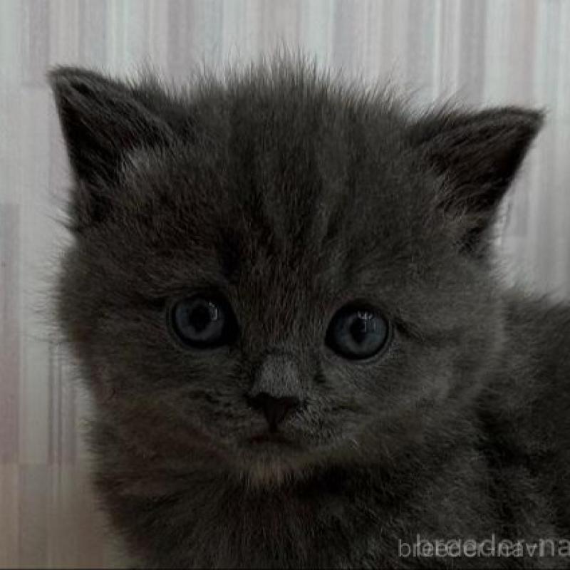 販売中の千葉県のブリティッシュショートヘア-137955