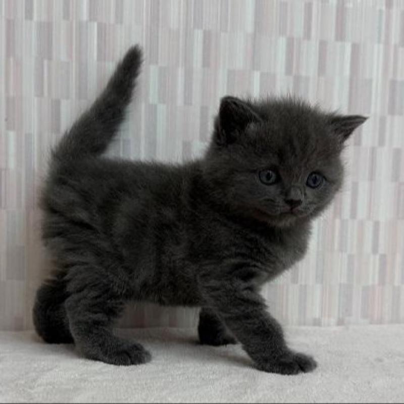 販売中の千葉県のブリティッシュショートヘア-137955の3枚目