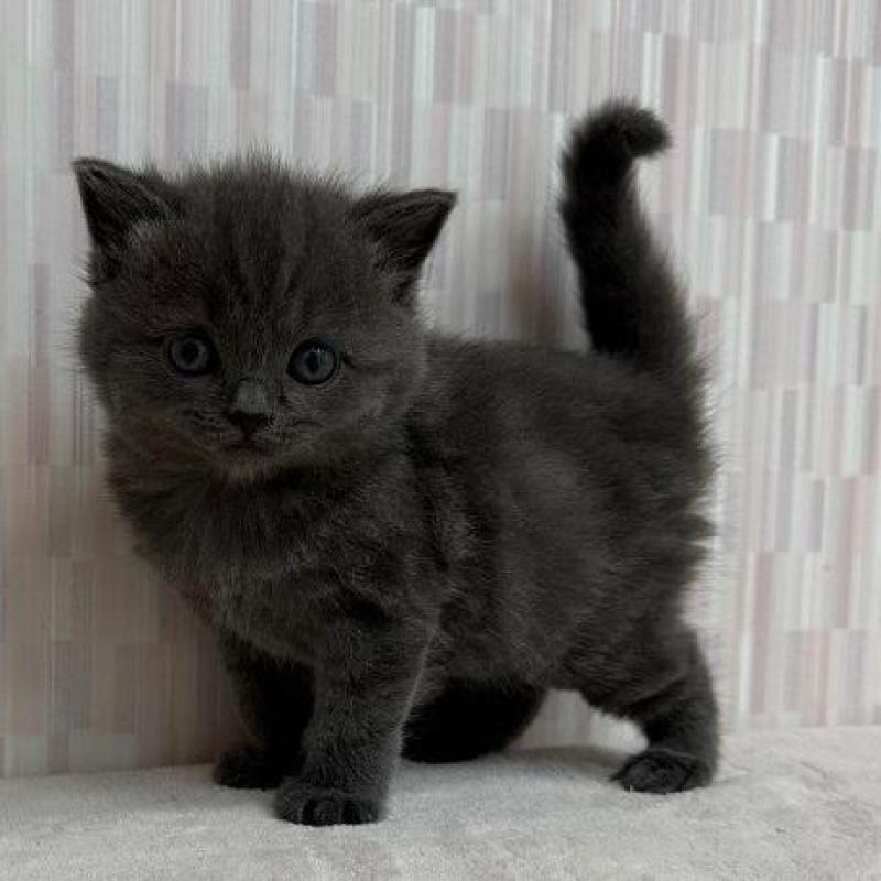 販売中の千葉県のブリティッシュショートヘア-137955の2枚目