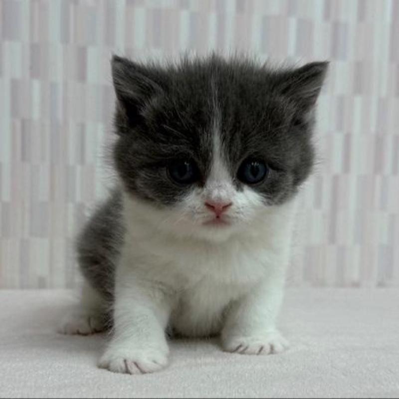 商談中の千葉県のブリティッシュショートヘア-137956の3枚目