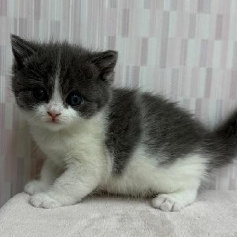 商談中の千葉県のブリティッシュショートヘア-137956の2枚目