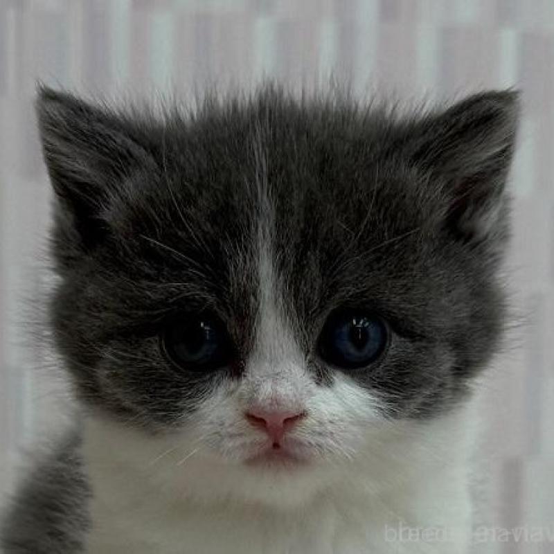 商談中の千葉県のブリティッシュショートヘア-137956の1枚目