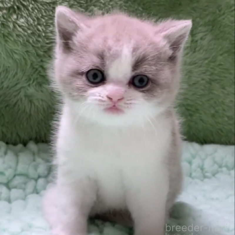 販売中の滋賀県のブリティッシュショートヘア-137957の1枚目