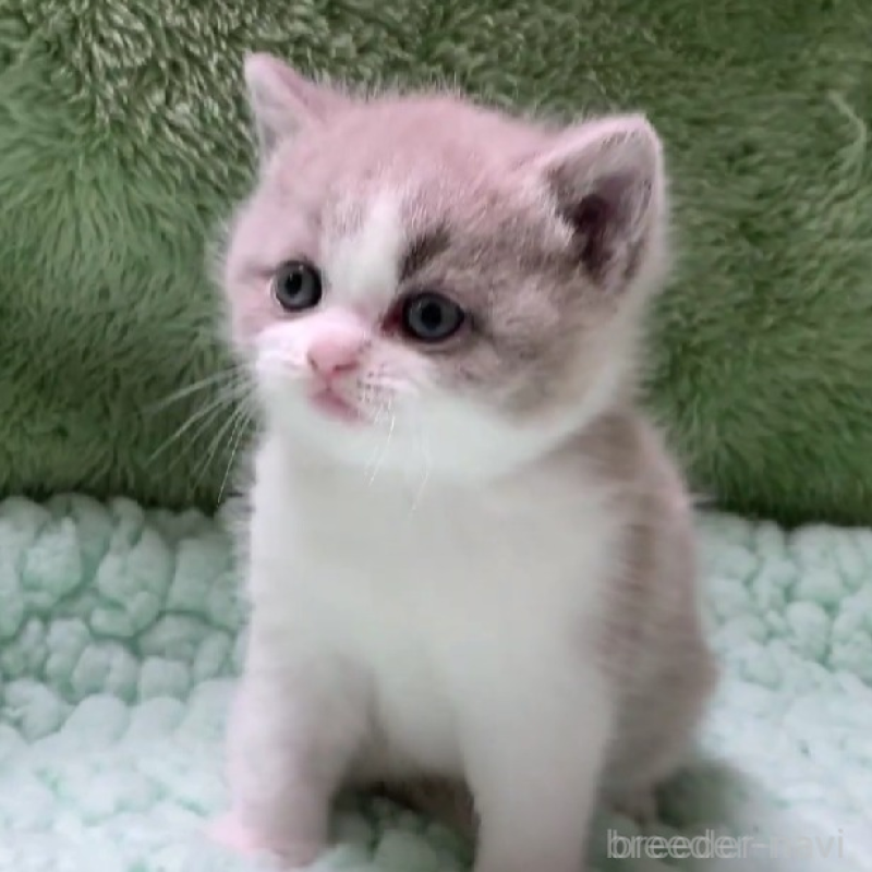 販売中の滋賀県のブリティッシュショートヘア-137957の4枚目