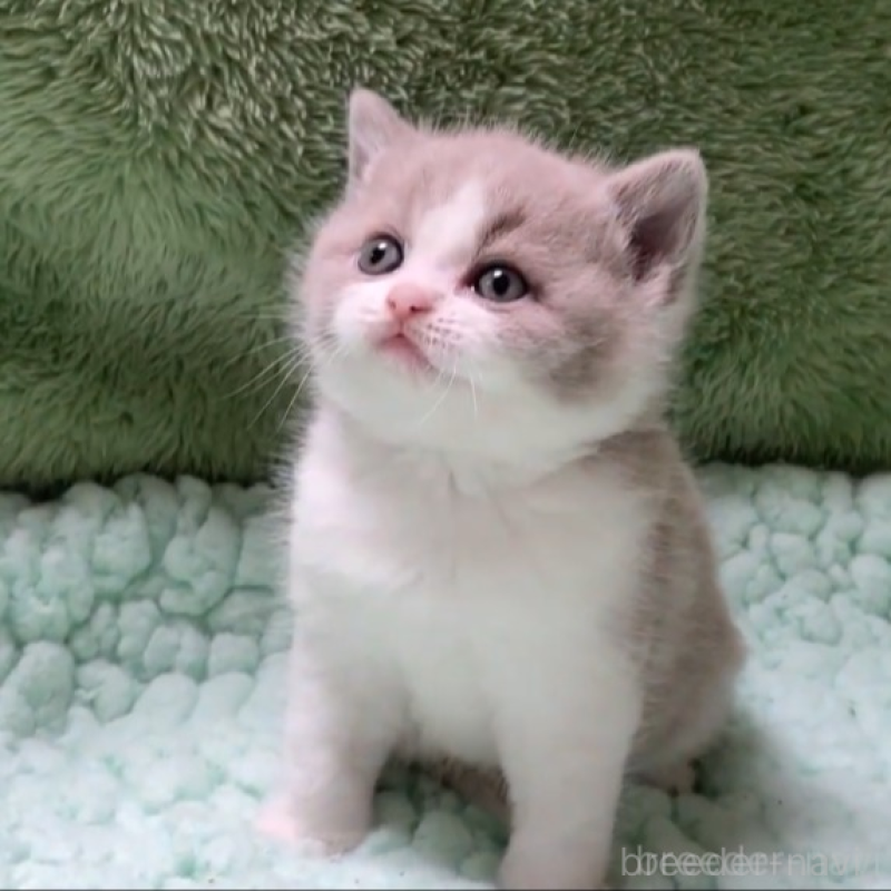 販売中の滋賀県のブリティッシュショートヘア-137957の3枚目