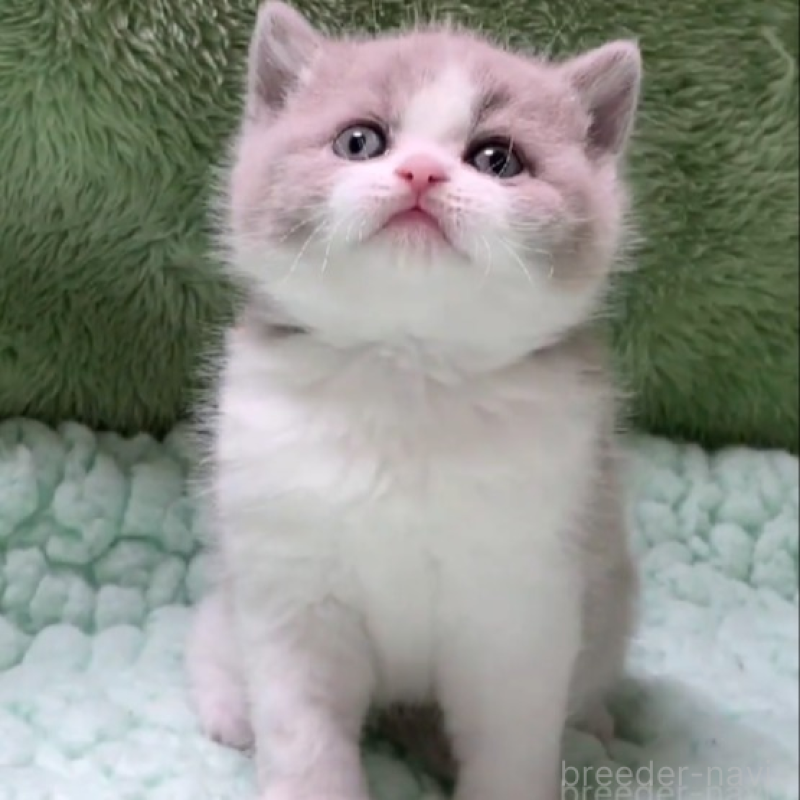 販売中の滋賀県のブリティッシュショートヘア-137957の2枚目