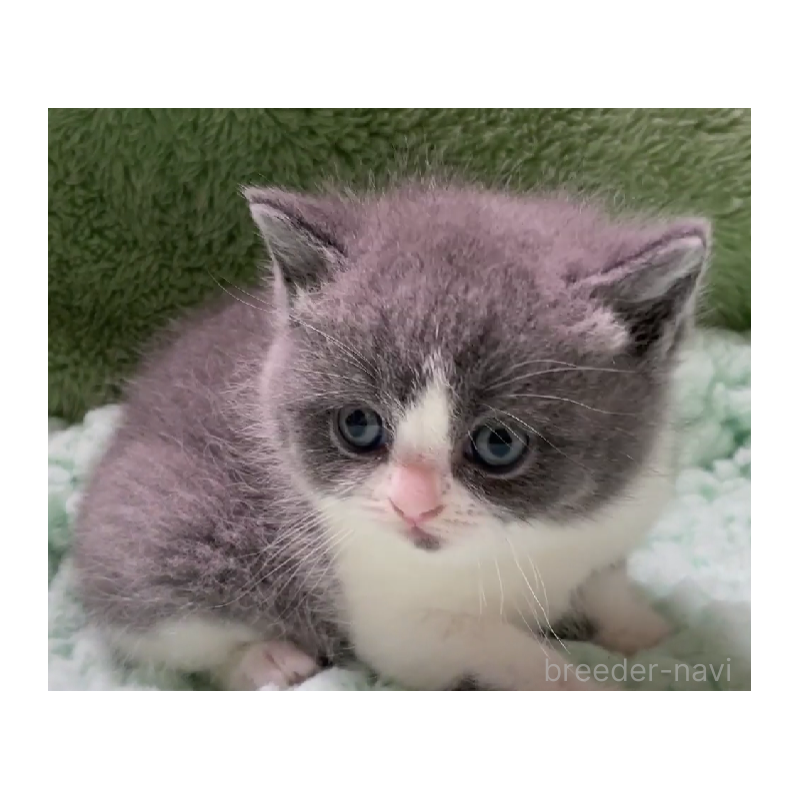 販売中の滋賀県のブリティッシュショートヘア-137958の5枚目