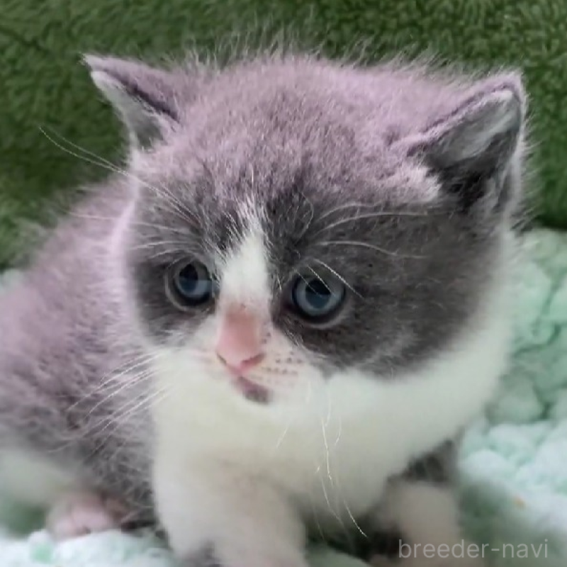 販売中の滋賀県のブリティッシュショートヘア-137958の4枚目