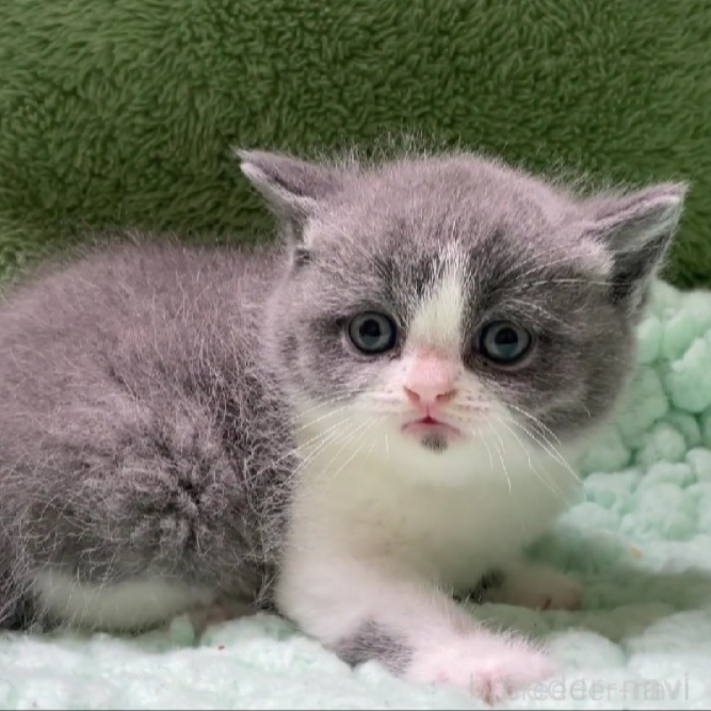 販売中の滋賀県のブリティッシュショートヘア-137958の3枚目