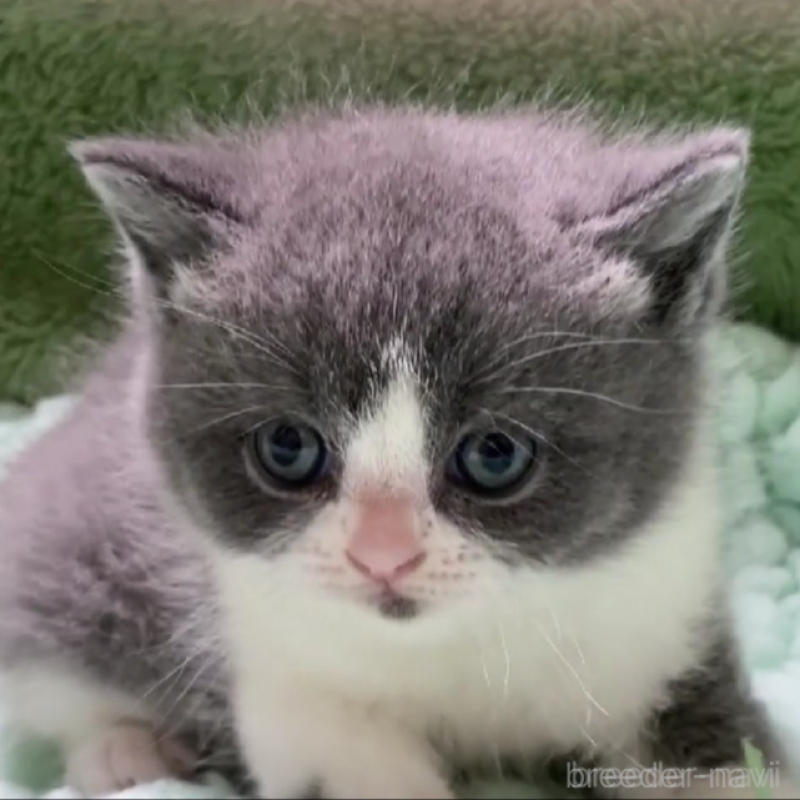 販売中の滋賀県のブリティッシュショートヘア-137958の2枚目