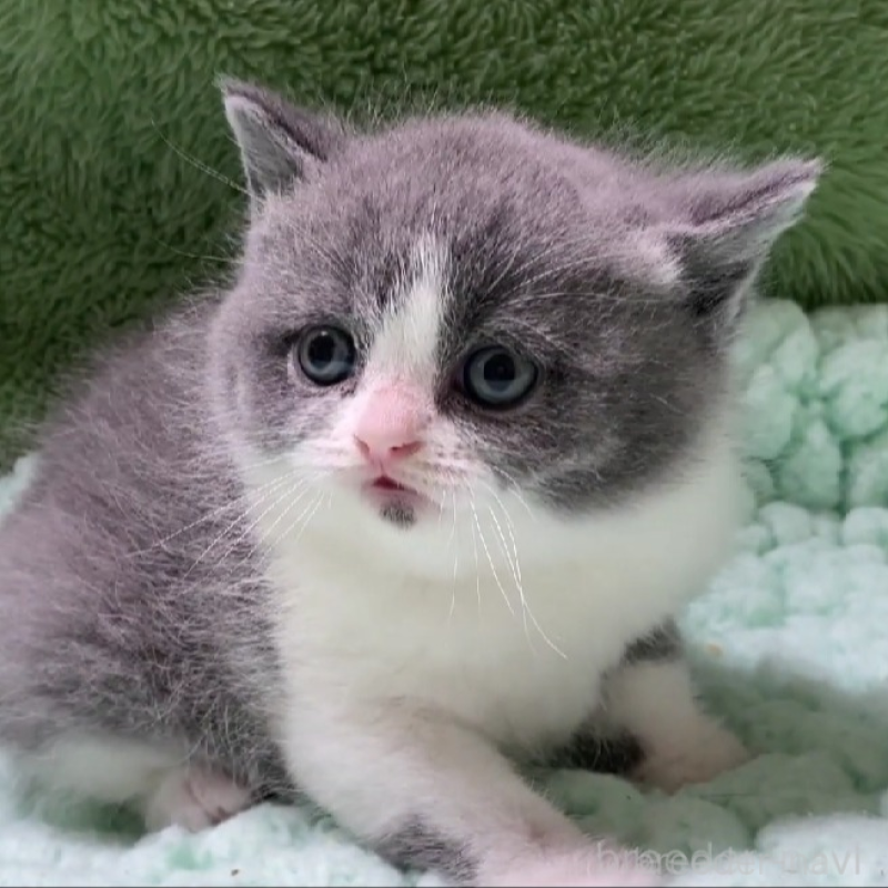 販売中の滋賀県のブリティッシュショートヘア-137958