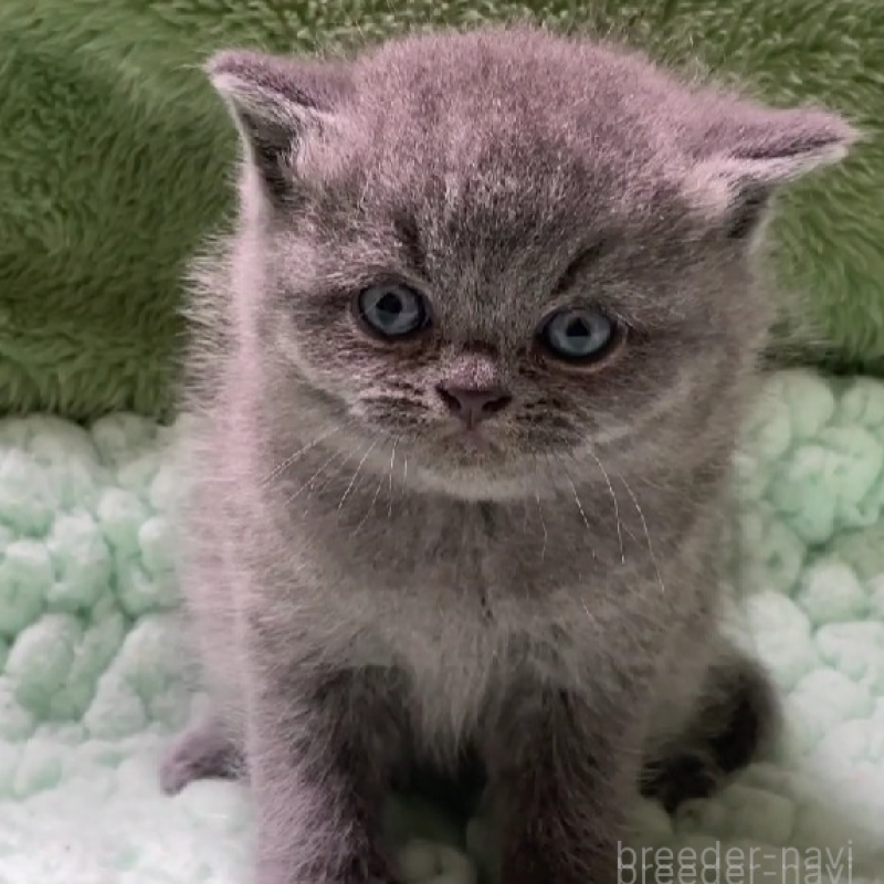 販売中の滋賀県のブリティッシュショートヘア-137959