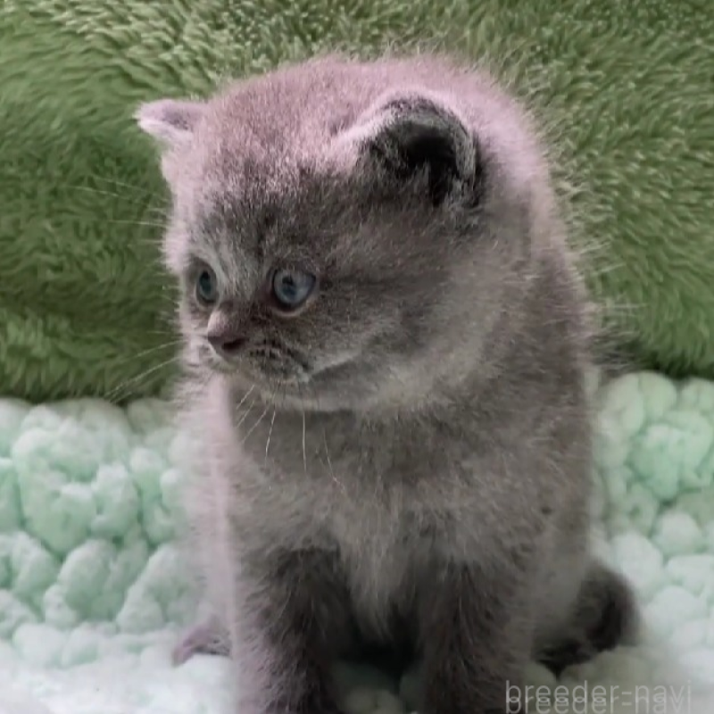 販売中の滋賀県のブリティッシュショートヘア-137959の5枚目