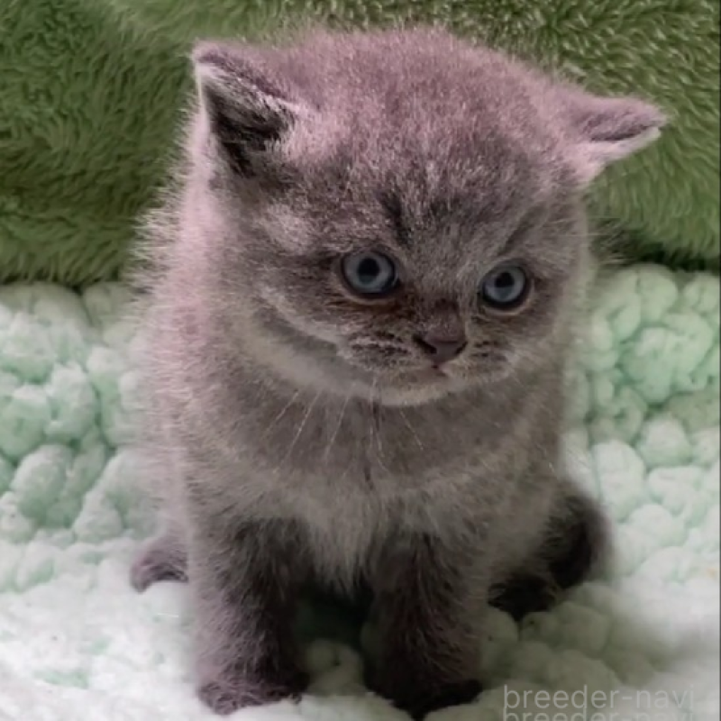 販売中の滋賀県のブリティッシュショートヘア-137959の4枚目