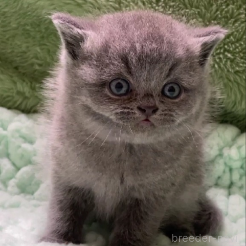 販売中の滋賀県のブリティッシュショートヘア-137959の3枚目