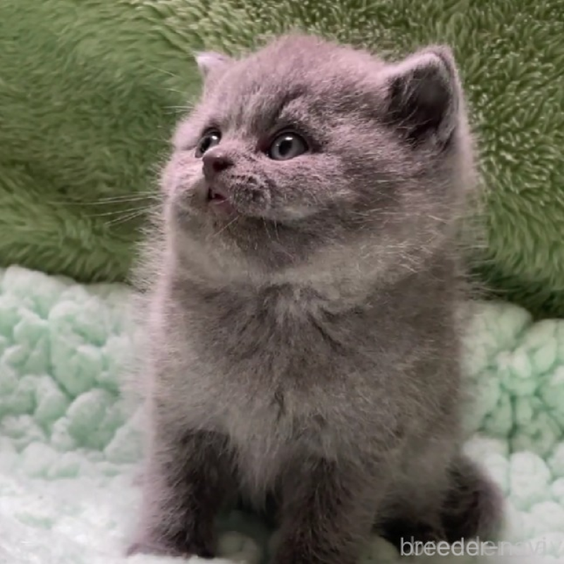 販売中の滋賀県のブリティッシュショートヘア-137959の2枚目