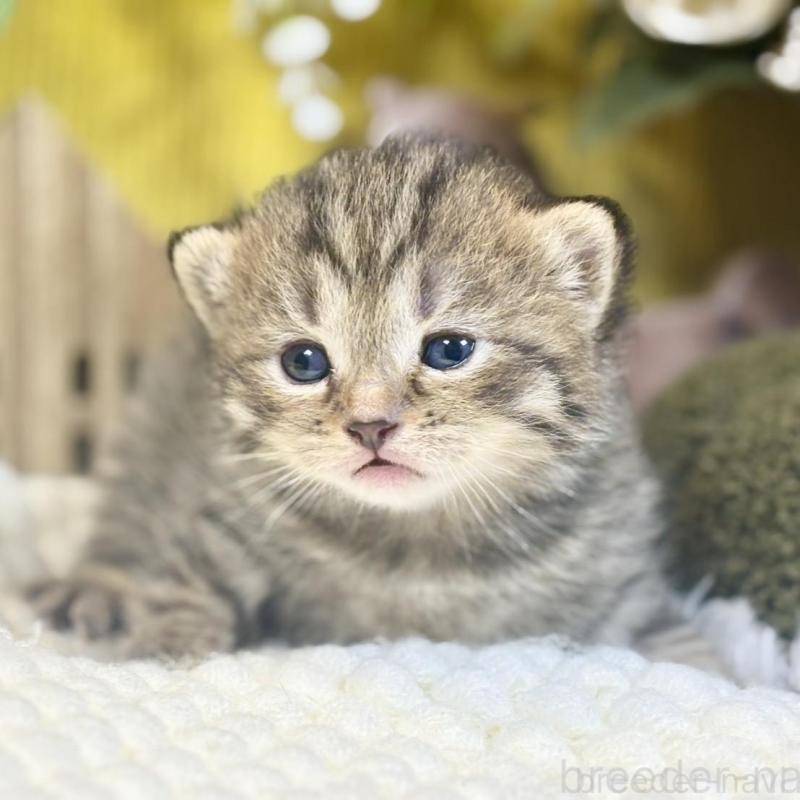 販売中の岐阜県のマンチカン-137960の7枚目