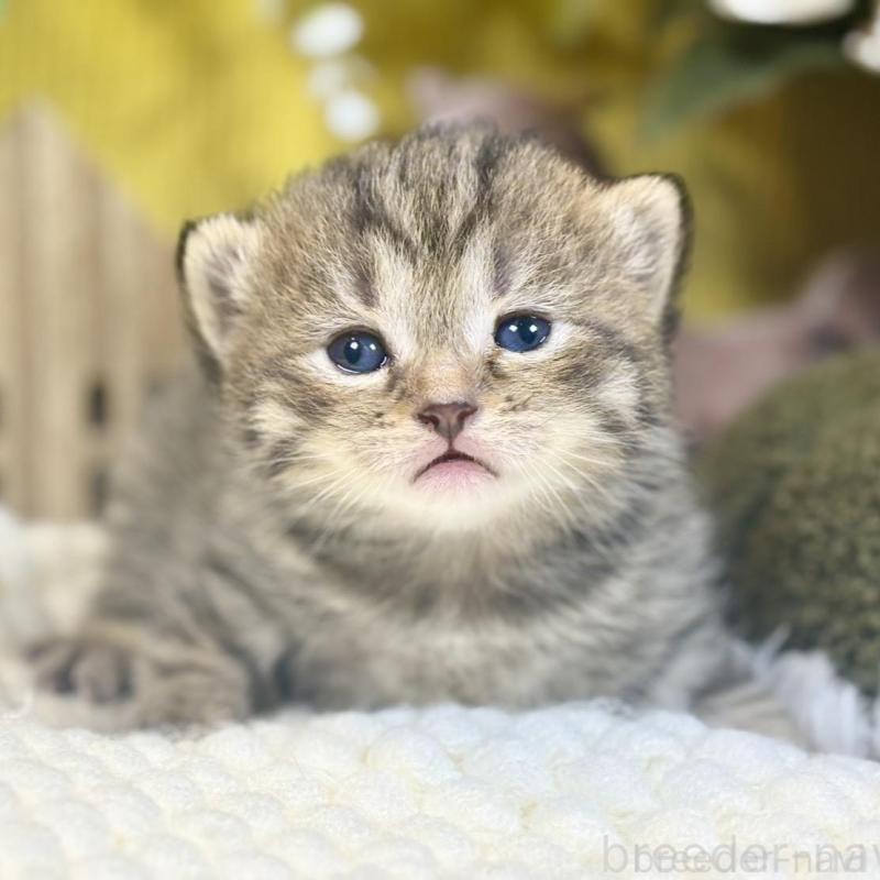 販売中の岐阜県のマンチカン-137960の6枚目