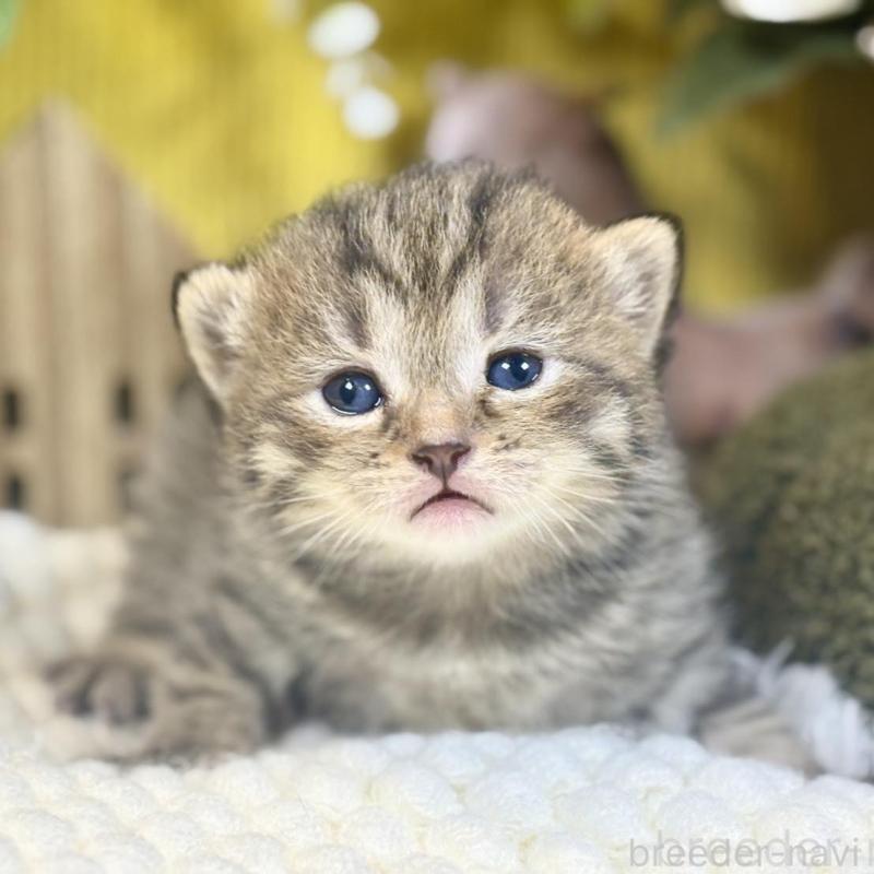 販売中の岐阜県のマンチカン-137960