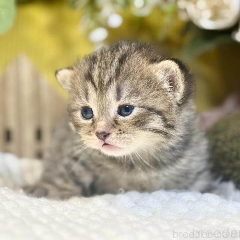 販売中の岐阜県のマンチカン-137960の5枚目