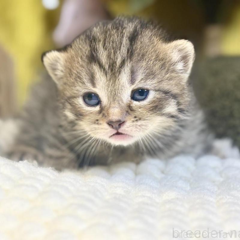 販売中の岐阜県のマンチカン-137960の4枚目