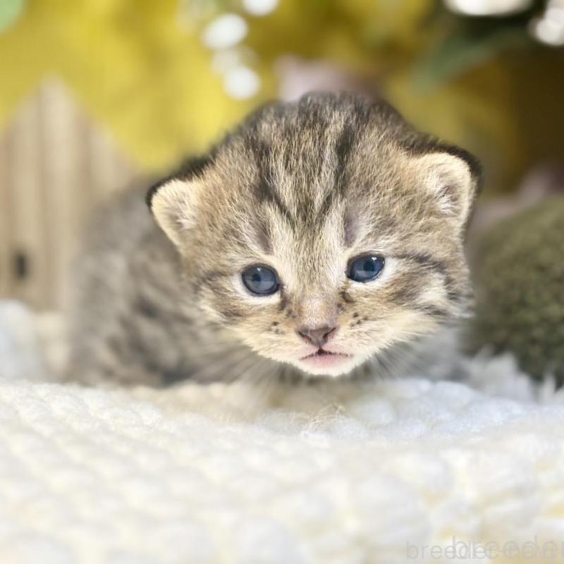 販売中の岐阜県のマンチカン-137960の3枚目