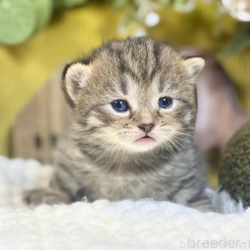 販売中の岐阜県のマンチカン-137960の2枚目