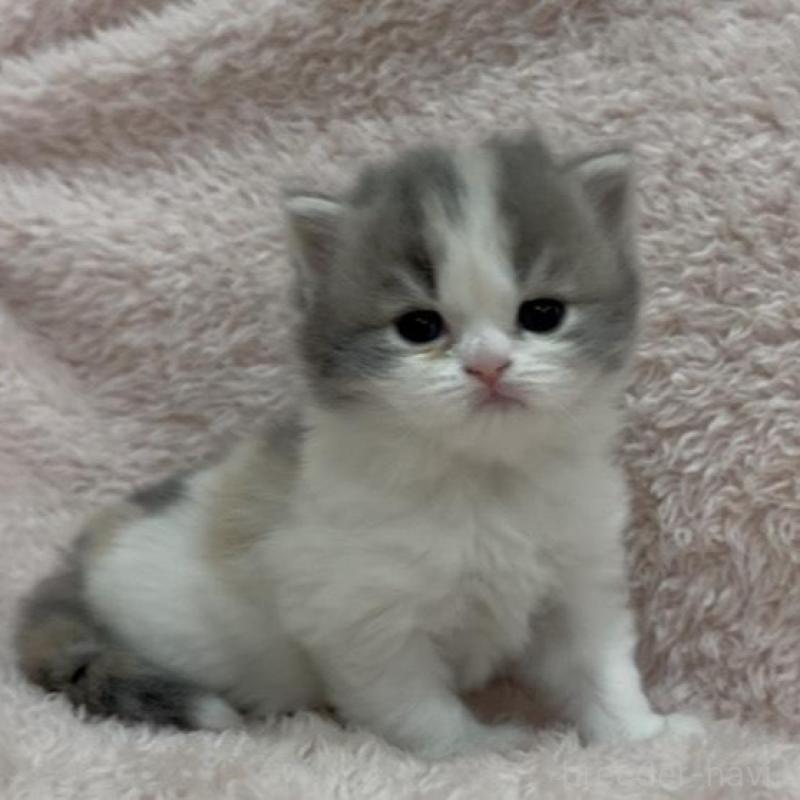 販売中の三重県のスコティッシュフォールド-137961