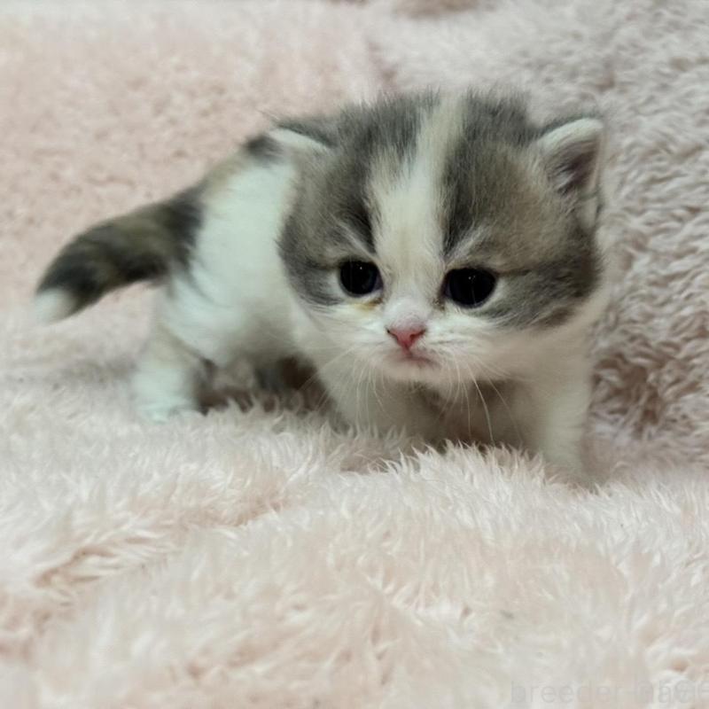 販売中の三重県のスコティッシュフォールド-137961の6枚目