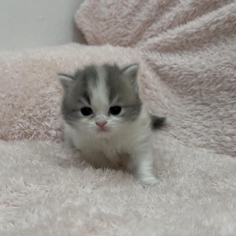 販売中の三重県のスコティッシュフォールド-137961の5枚目