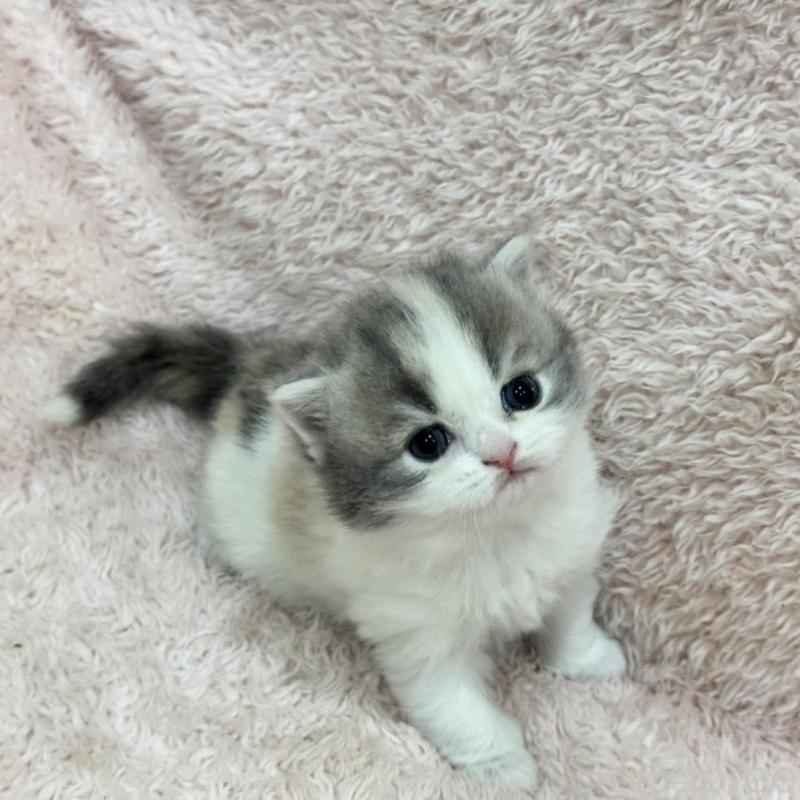 販売中の三重県のスコティッシュフォールド-137961の4枚目