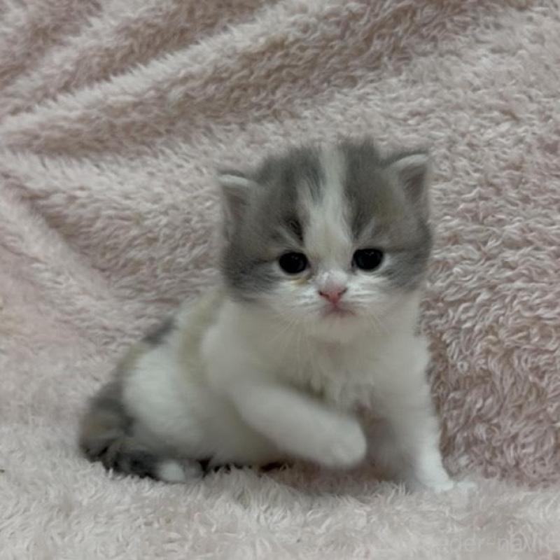 販売中の三重県のスコティッシュフォールド-137961の3枚目